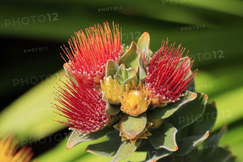 Pincushion Protea