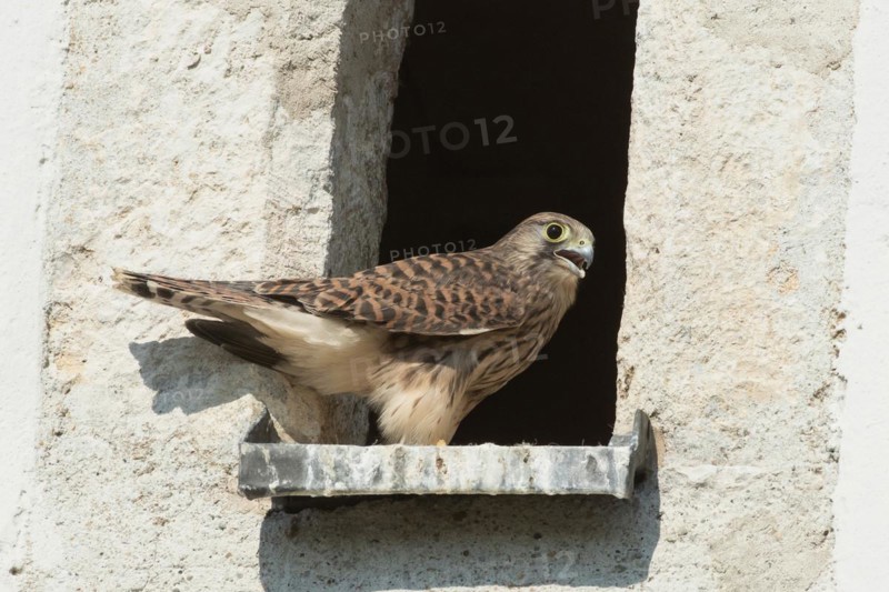 Kestrel young bird with open beak standing in opening of church tower seen on right side