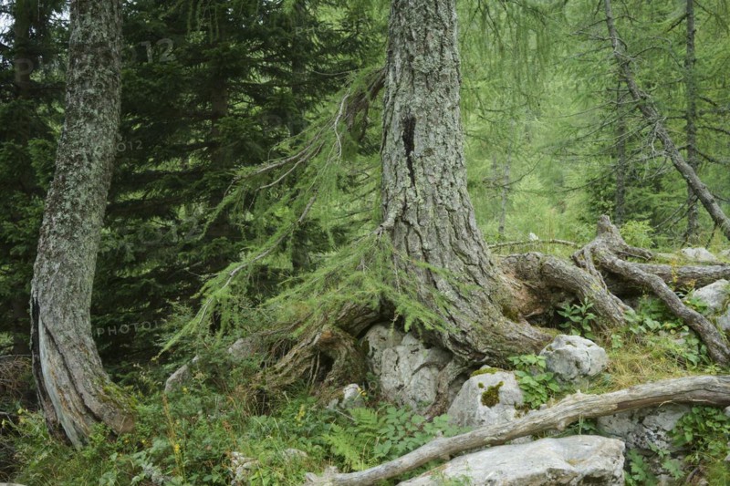 European larches