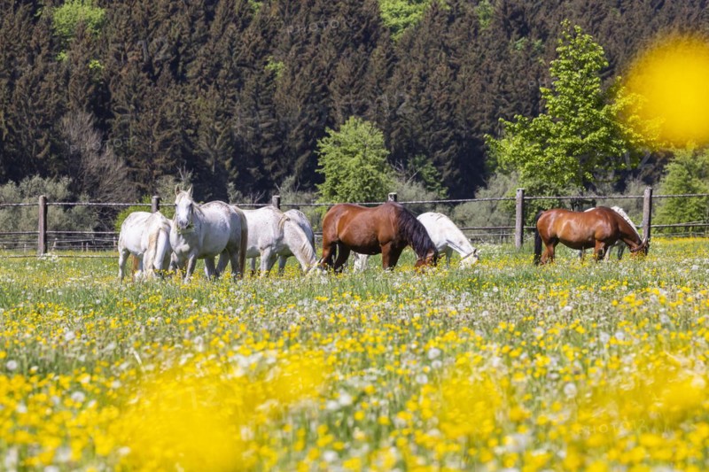 Horse paddock