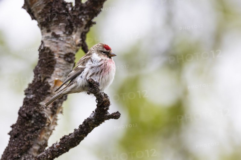 Common Redpoll