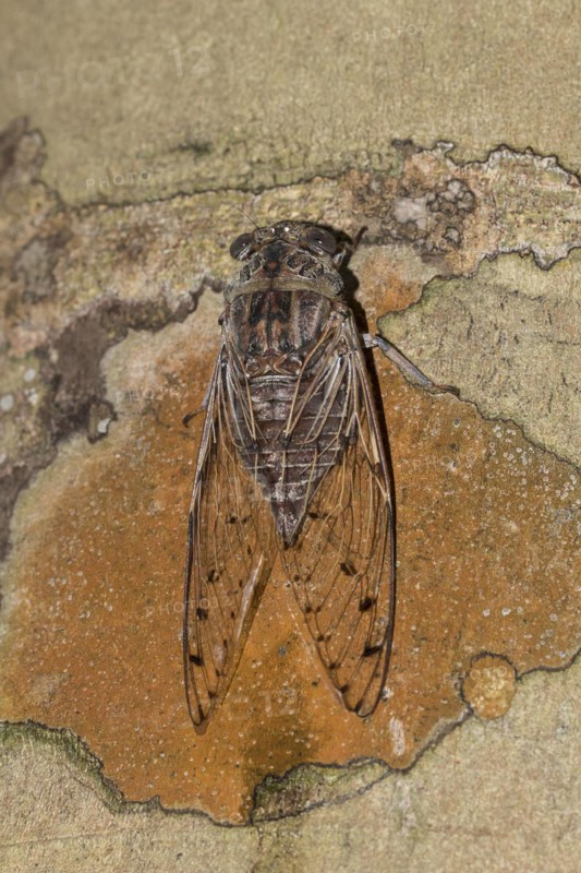 Cicada