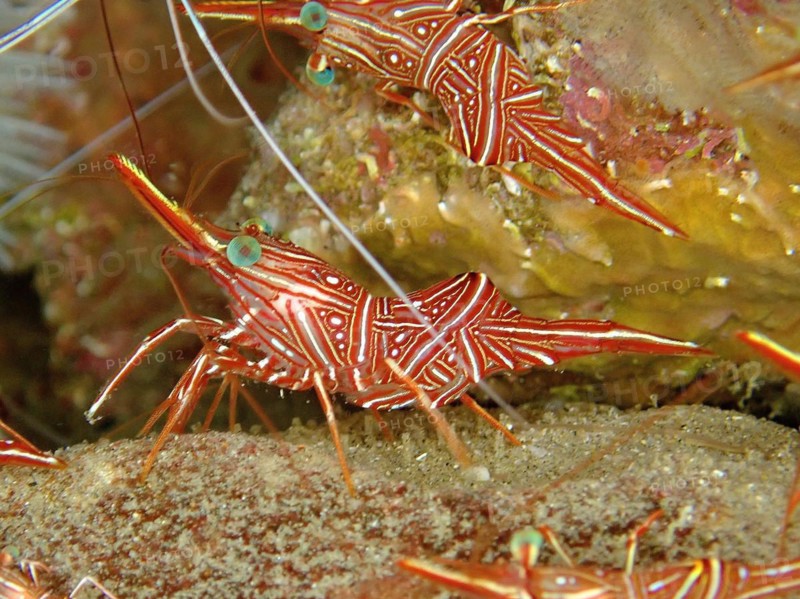 Camel shrimp