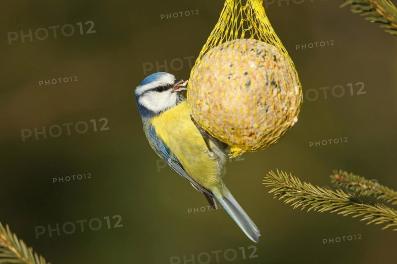 Blue tit