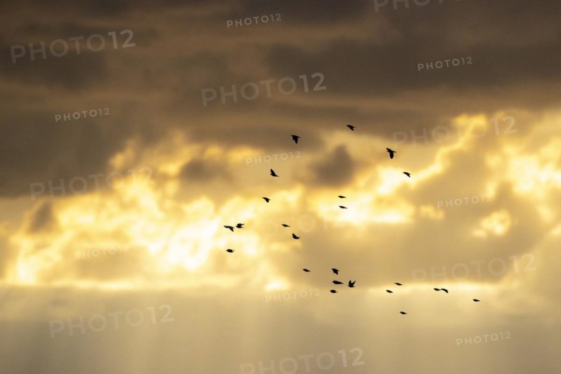 Common starling