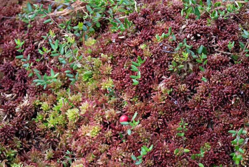 Small cranberry