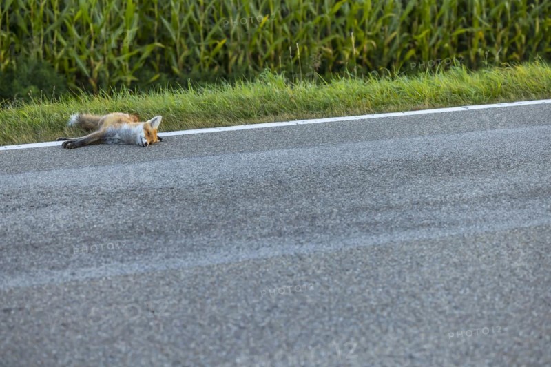 Dead fox