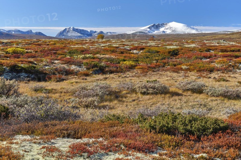 Dovrefjell National Park in autumn