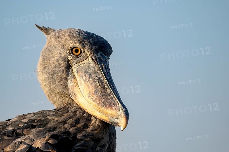Shoebill