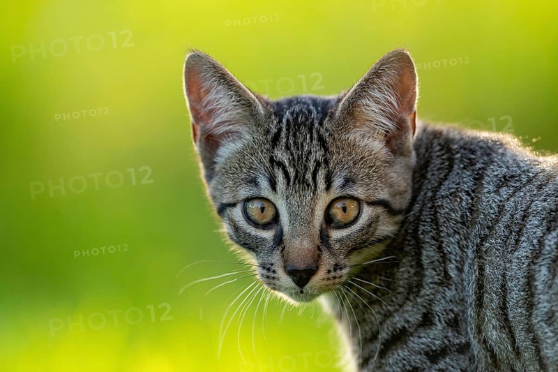 European domestic cat