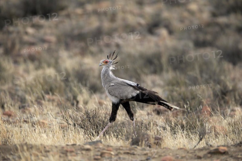 Secretary bird