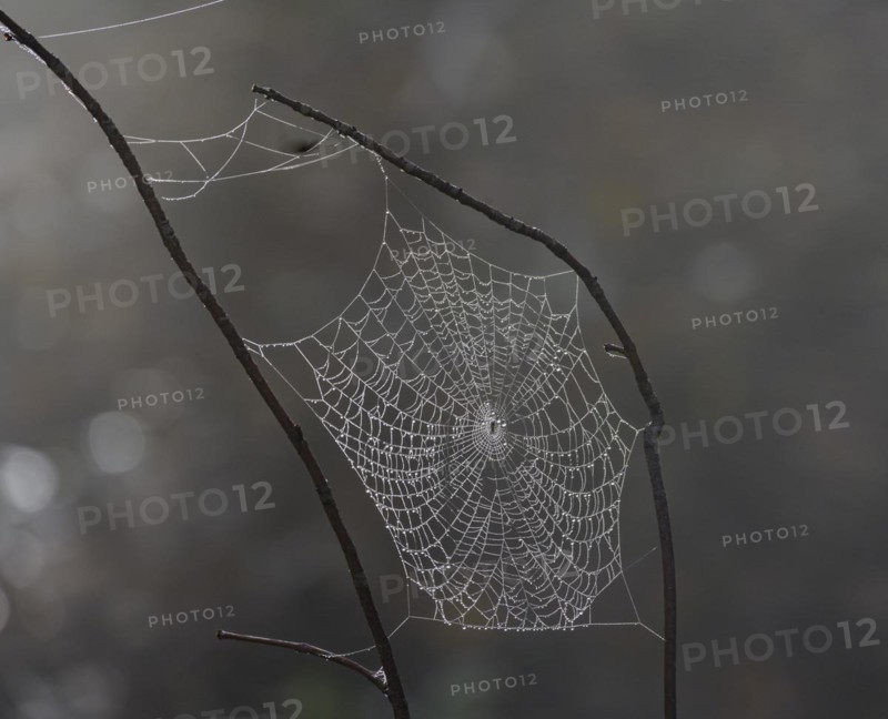 Spider webs wetted by dew