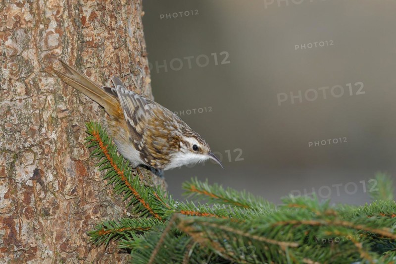 Eurasian treecreeper