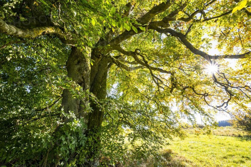 Old copper beech