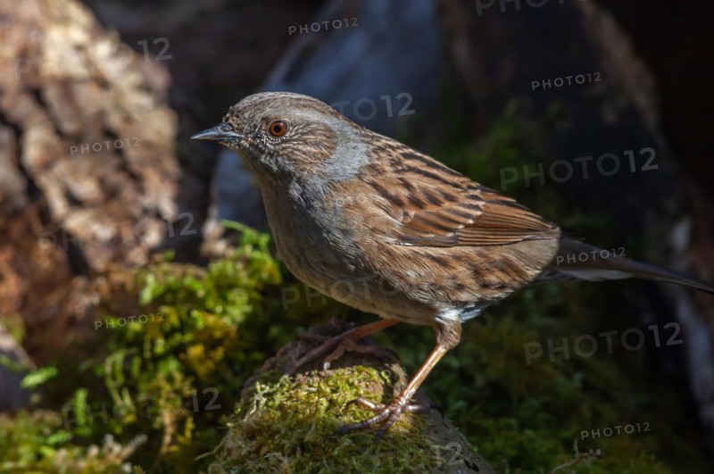 Dunnock