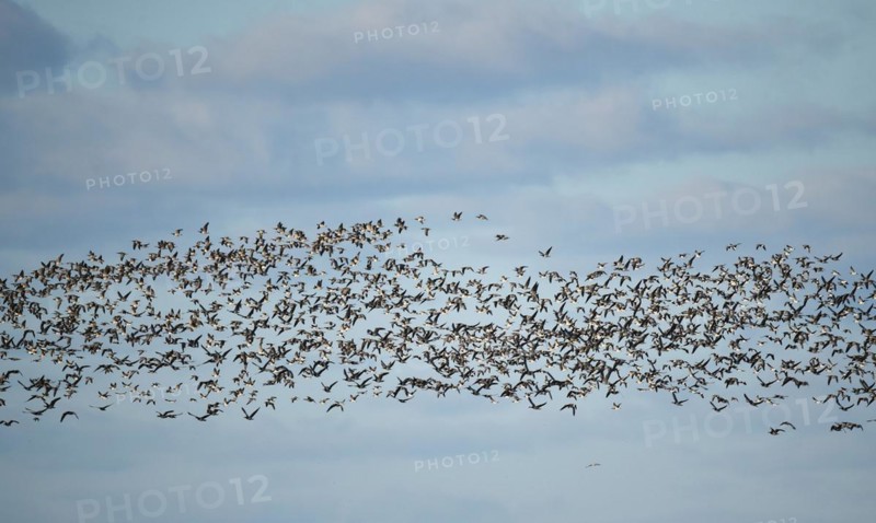 Canada Geese