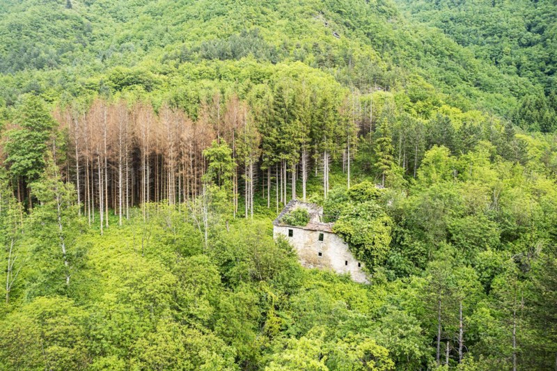 Forest area with dying conifers