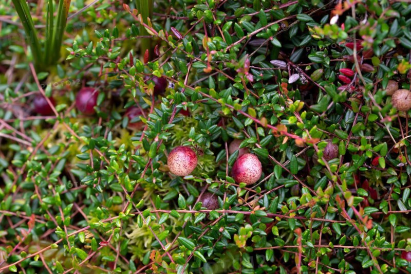 Small cranberry