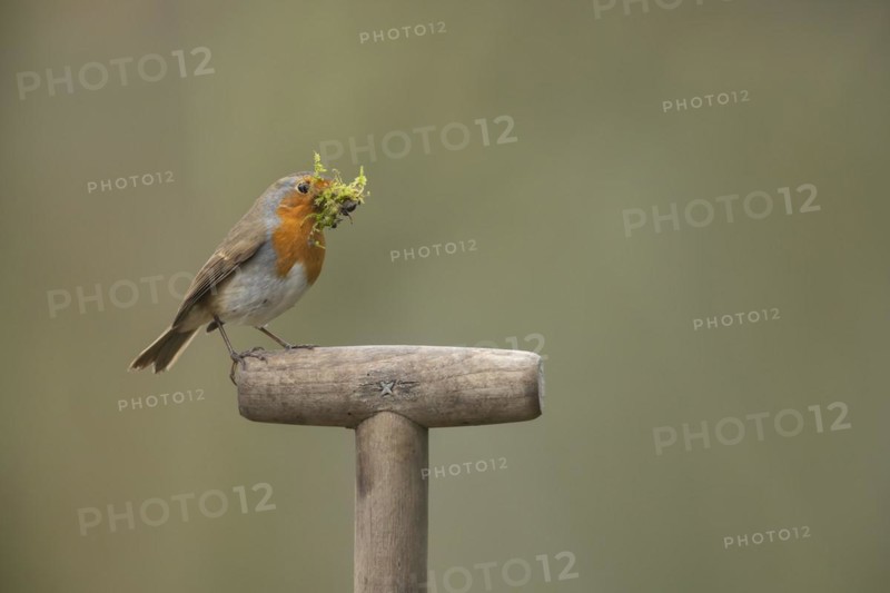 European robin