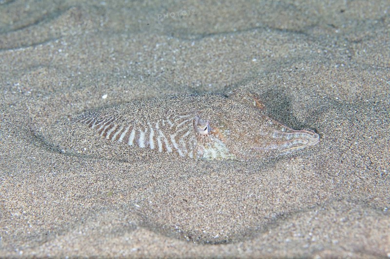 Common cuttlefish