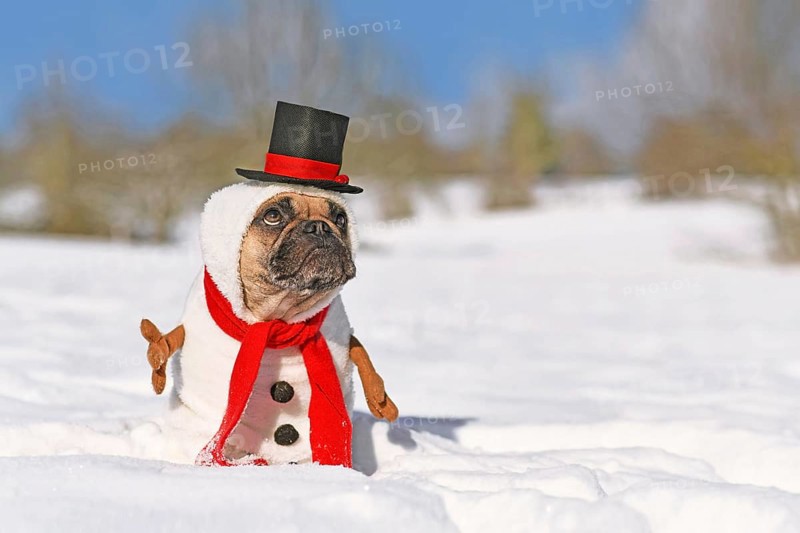 Funny snowman dog. French Bulldog dressed up with Christmas costume with red scarf