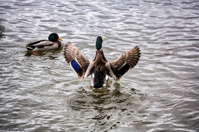 Mallard