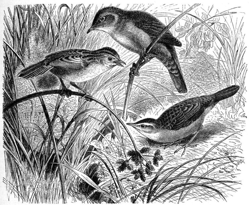 Bird