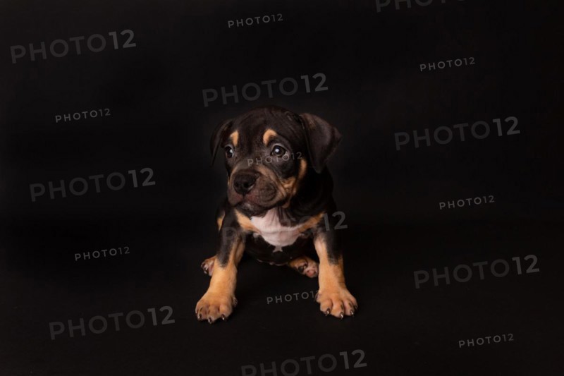 Puppy American Pit Bull Terrier sit on black background in studio