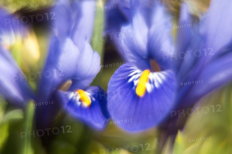 Moraea sisyrinchium