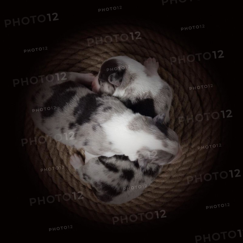 Ten days old puppies of the Welsh Corgi Pembroke