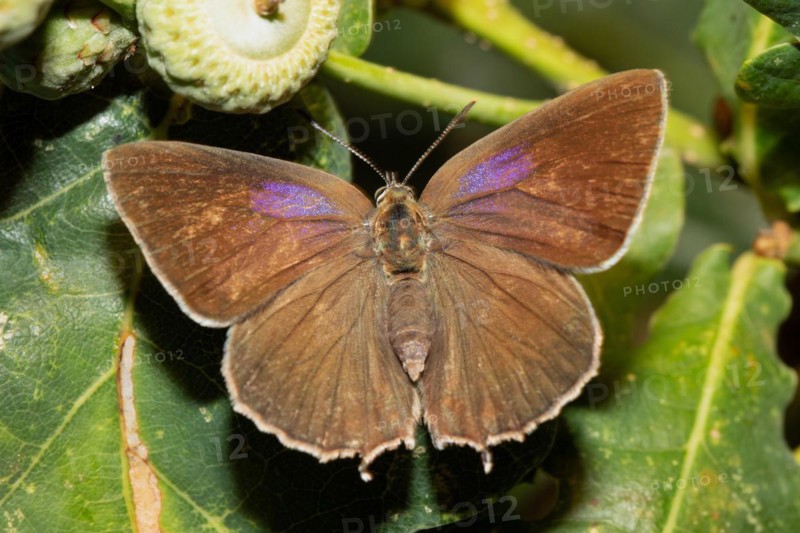 Blue oak butterfly female butterfly with open wings sitting on green leaf from behind