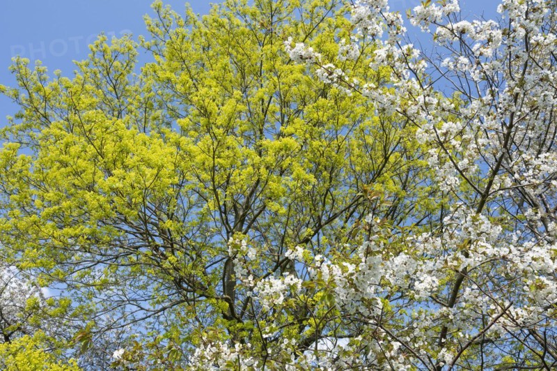 Norway maple