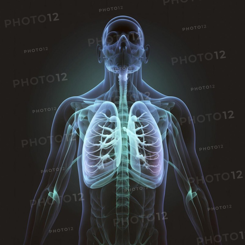 Transparent human with view of lungs