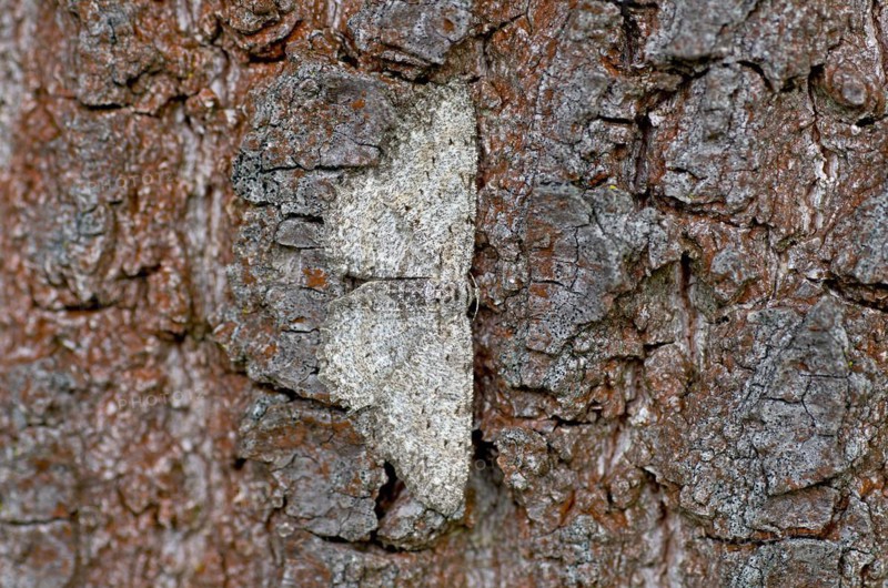 Engrailed