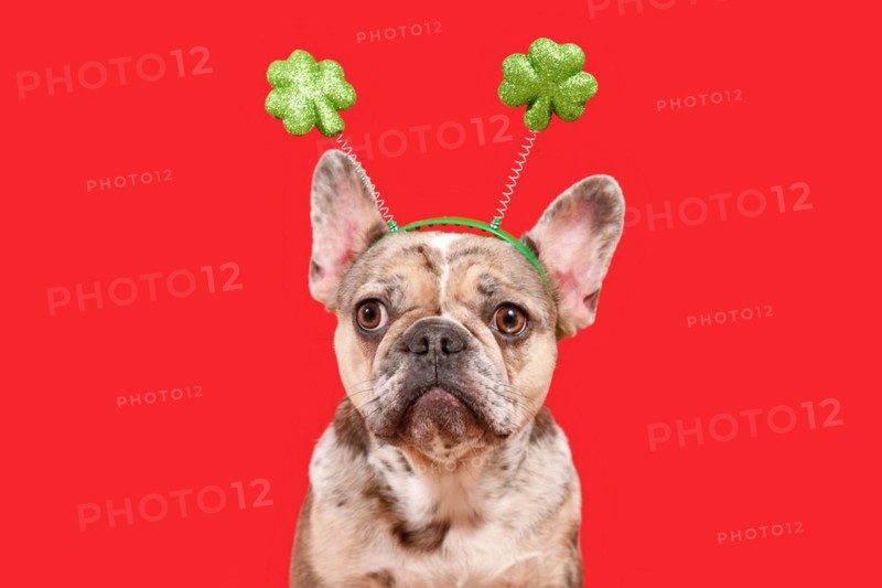 Funny French Bulldog dog wearing St. Patricks Day shamrock costume headband on red background