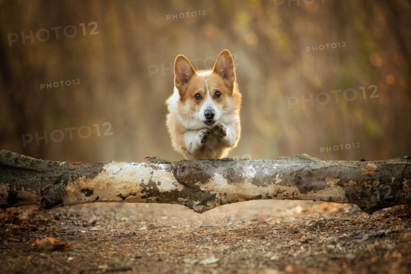 A Welsh Corgi Pembroke dog jumps through a tree on a forest path. In the forest