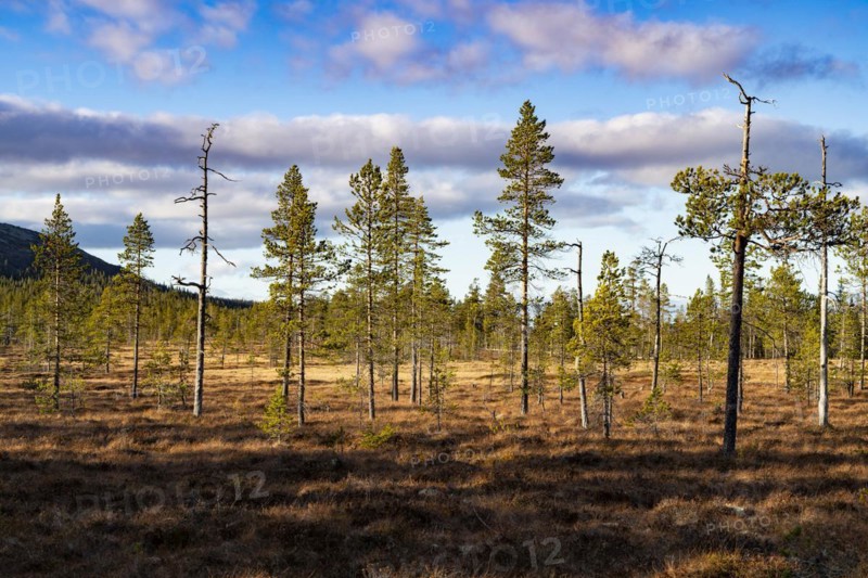 Spruce trees in Fulufjaellet National Park