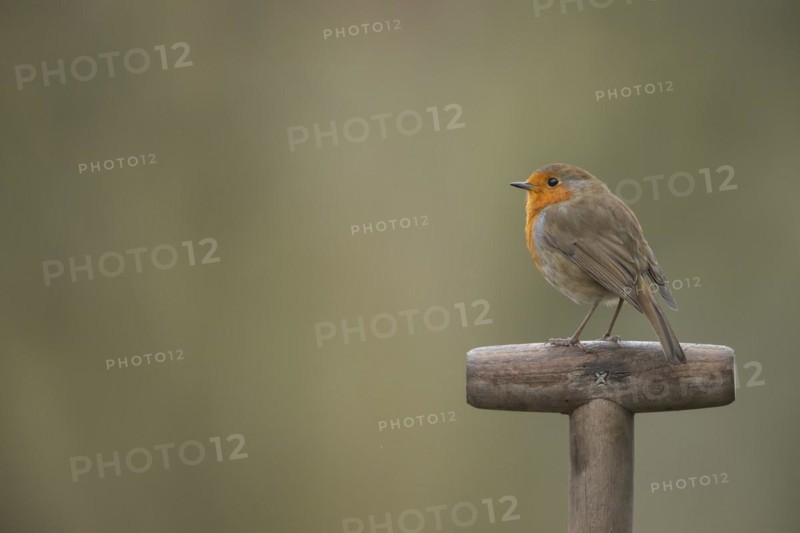 European robin