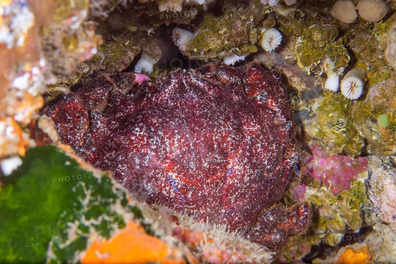 Sponge crab