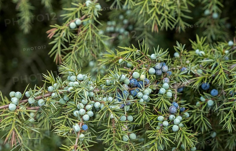 Common juniper