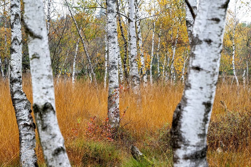 Autumn in the Kendlmuehlfilzen high moor
