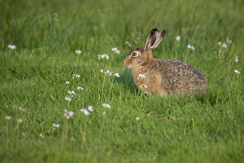 European hare
