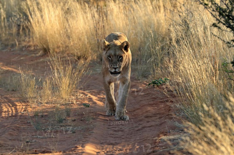 Lion