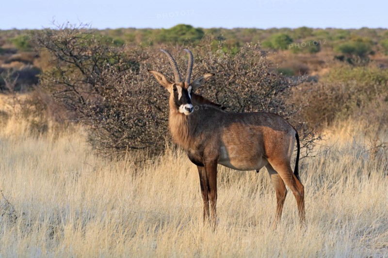 Roan antelope