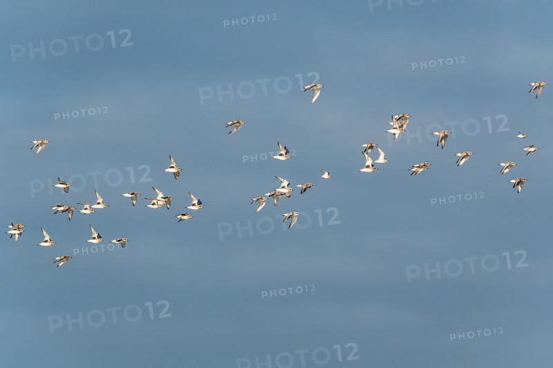 Grey Plover