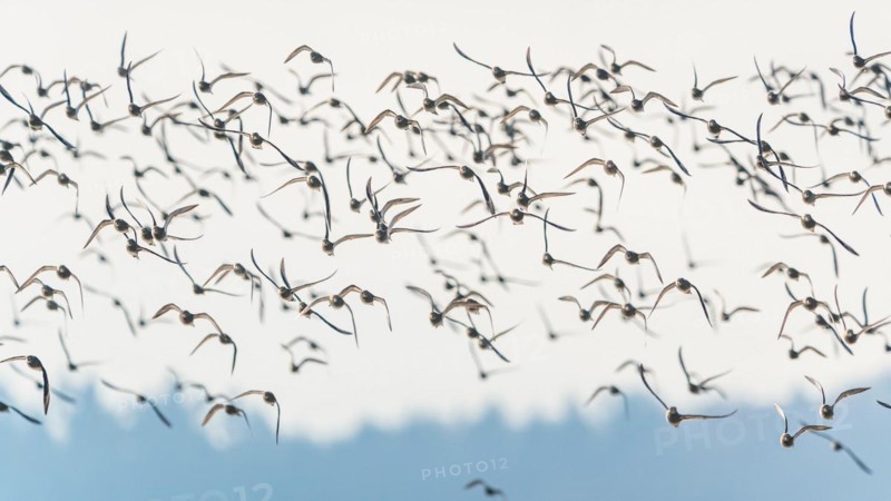 Grey Plover
