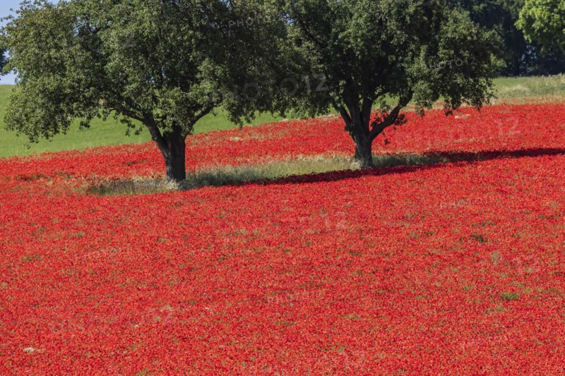 Colourful flower fields in the Hohenlohe plain. The fiery red meadows with corn poppies