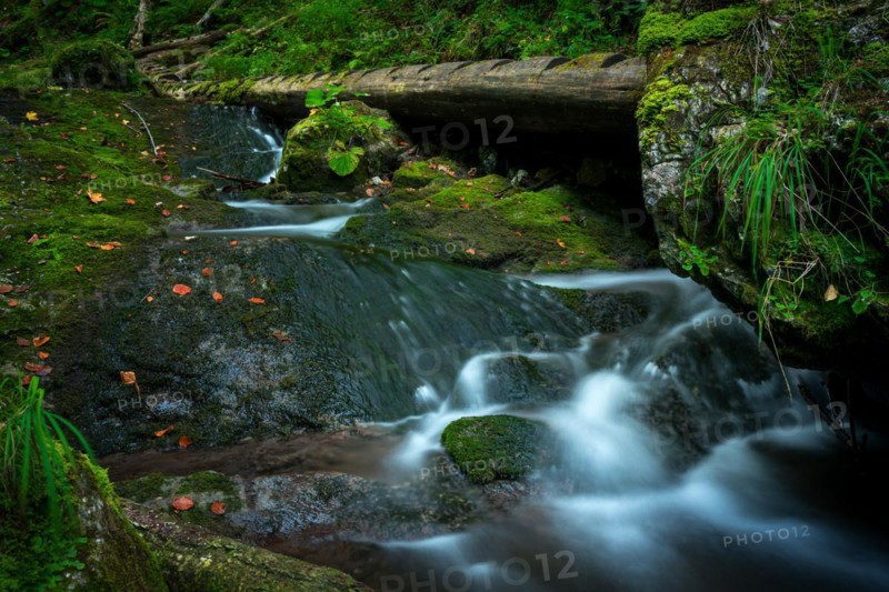 Wooden ladders over the stream in the gorges of the Slovak Paradise. Slovakia