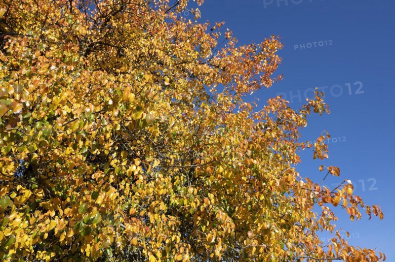 European pear