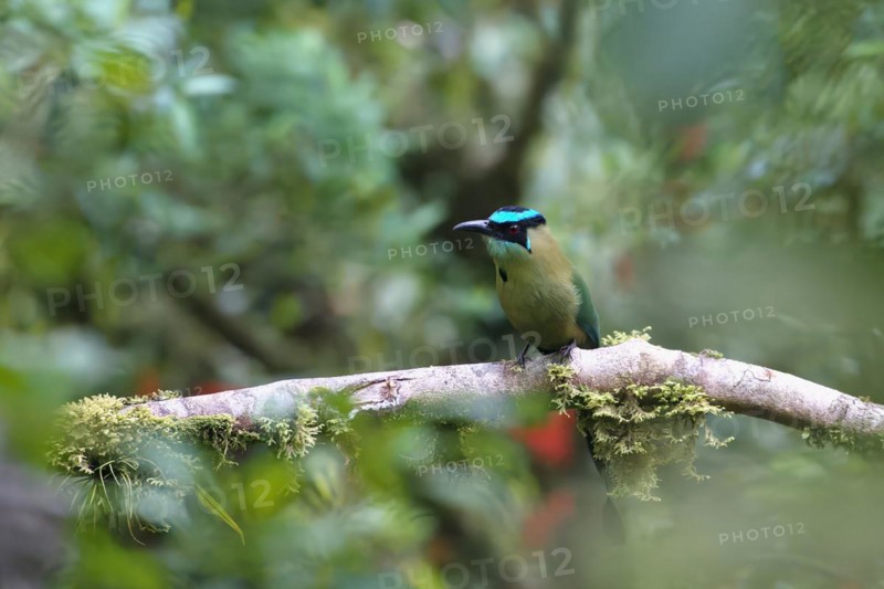 Andean motmot